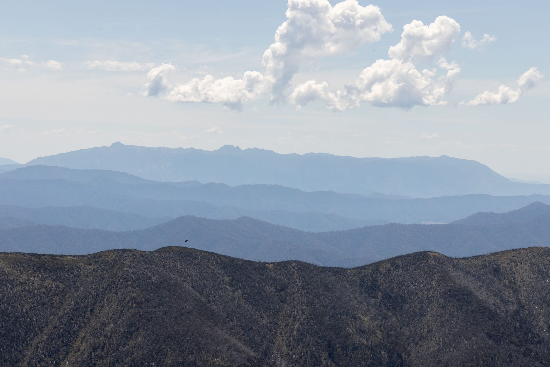 the razorback, mt buffalo in the distance, Hiking Mt Hotham – High Country Walks You Have To Experience, photo by Tim Ashelford, High Country, Victoria, alpine