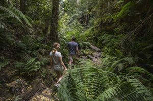 Grand Canyon Track – Blue Mountains NSW, Rachel Dimond - Blue Mountains, Grand Canyon Track, Hiking, Gorge, Fern, Canyon
