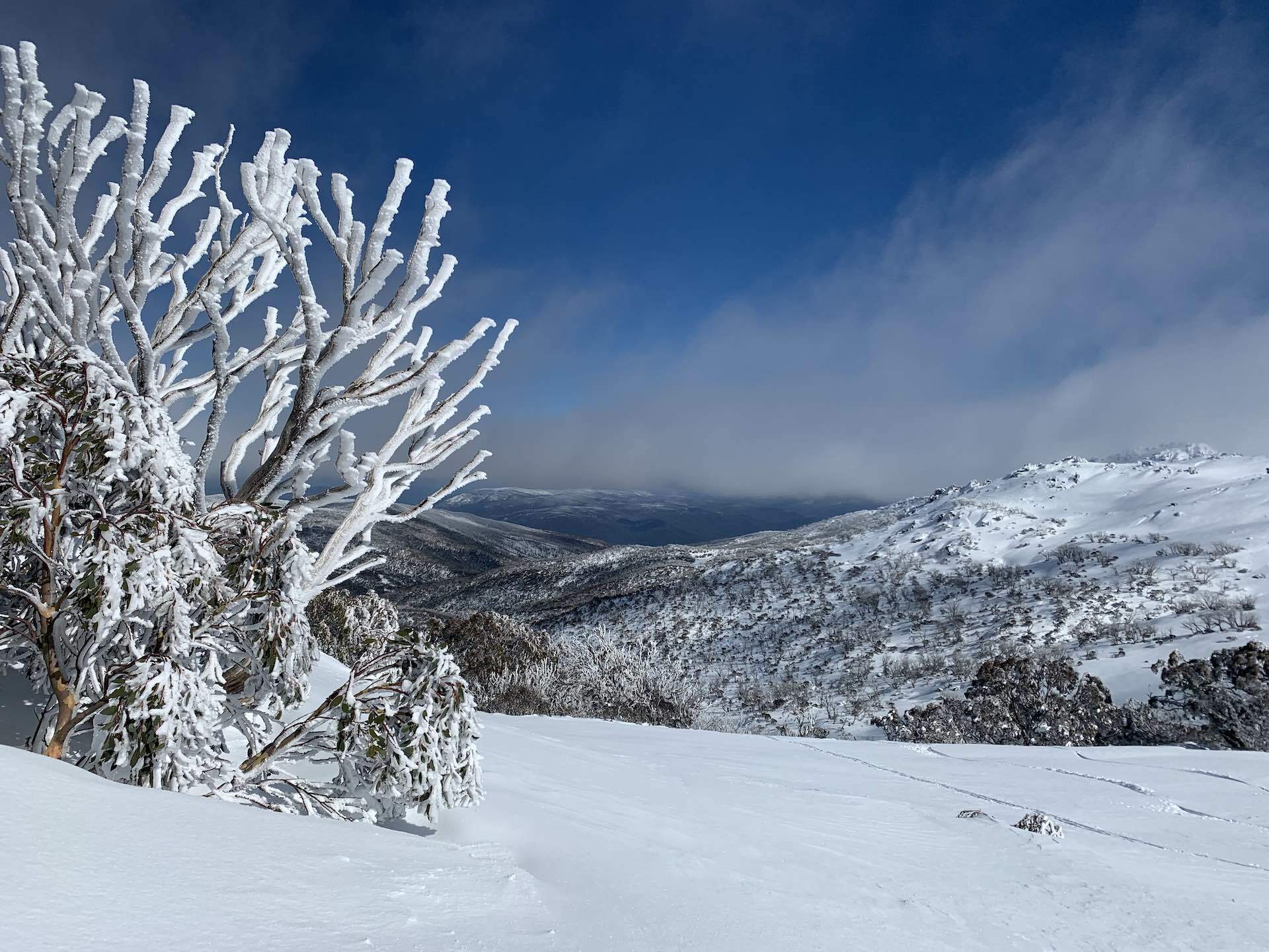 The Snowy Mountains Backcountry Showed Me The Effects of Climate Change First Hand, Alex Parsons, Snowy Mountains, backcountry, trees, snow