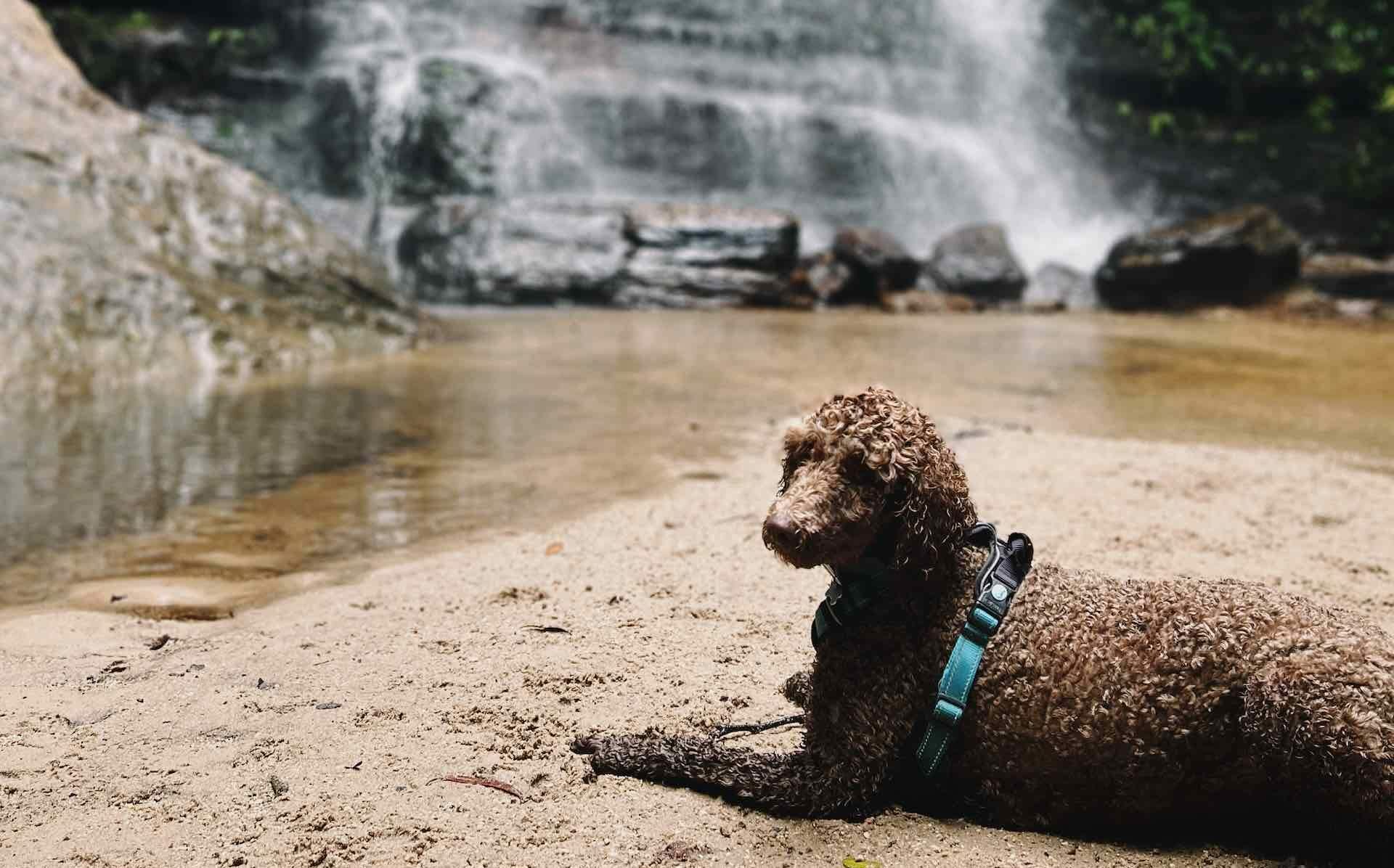 Dog Friendly Walks in the Blue Mountains, Kate Donald - Blue Mountains, Dog, Hiking, dog-friendly, South Lawson falls walk