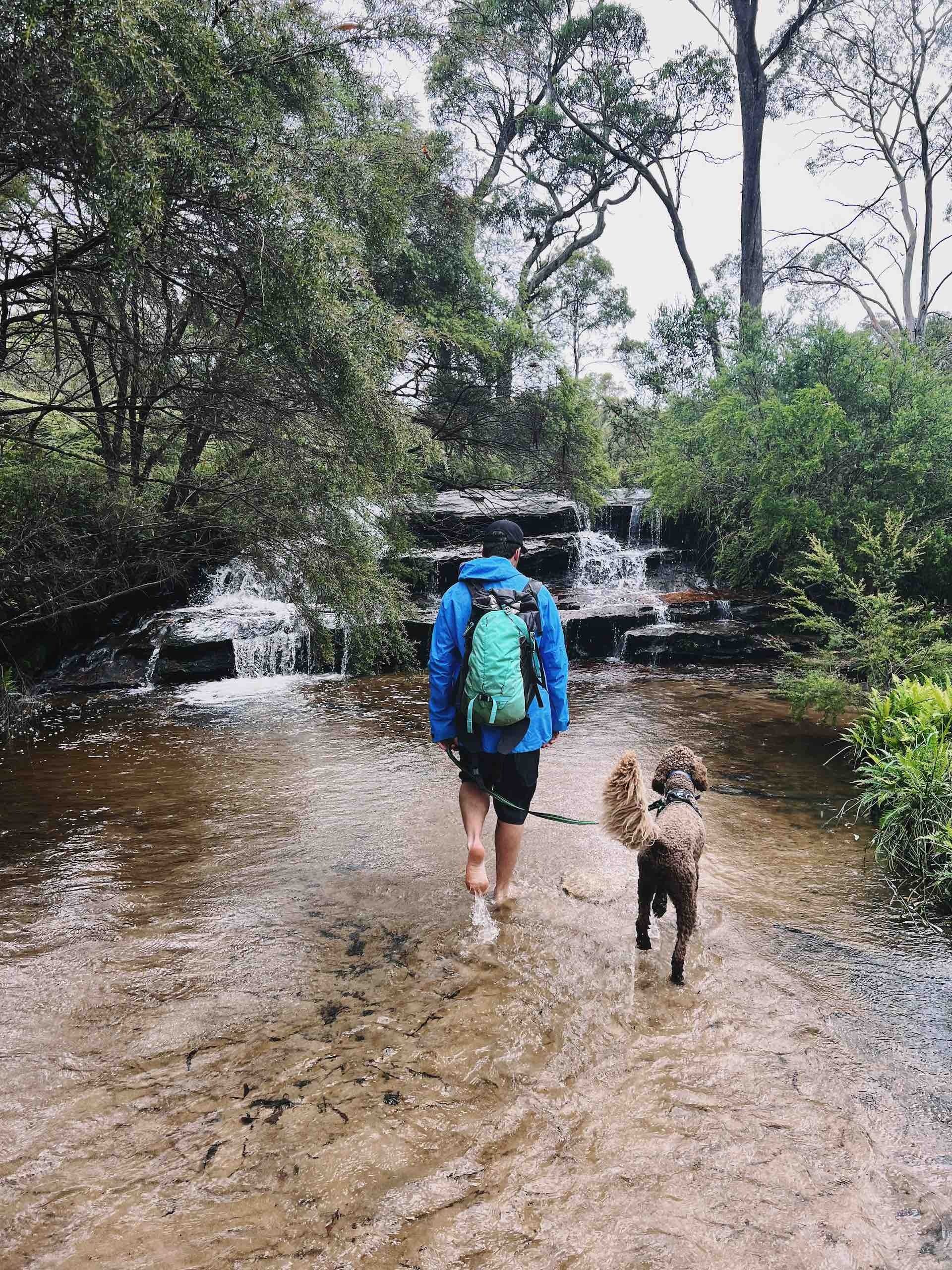 Dog Friendly Walks in the Blue Mountains, Kate Donald - Blue Mountains, Dog, Hiking, dog-friendly, Minnehaha Falls Walk (creek)