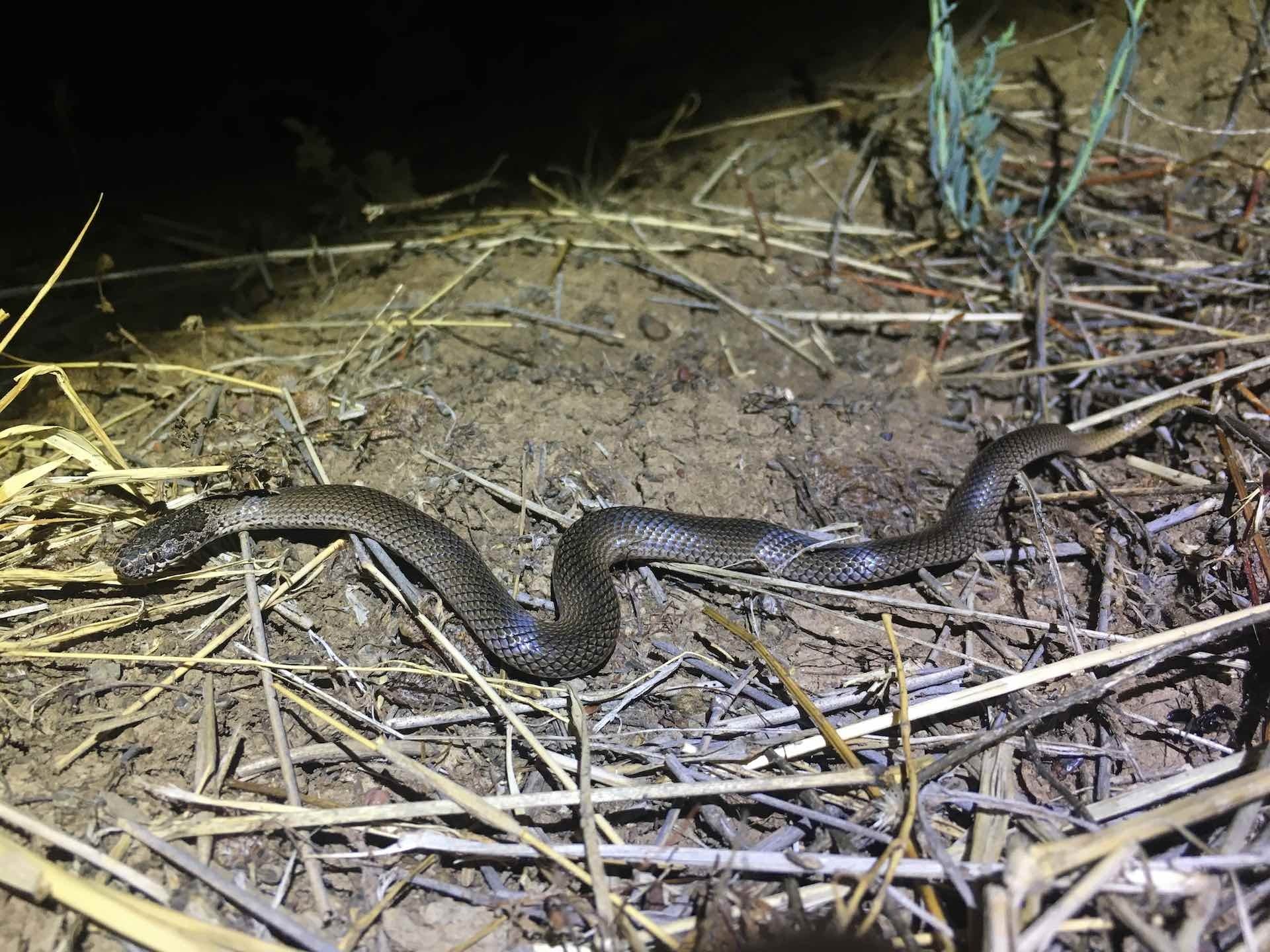 Ornamental snake (photo: Andrew Jensen