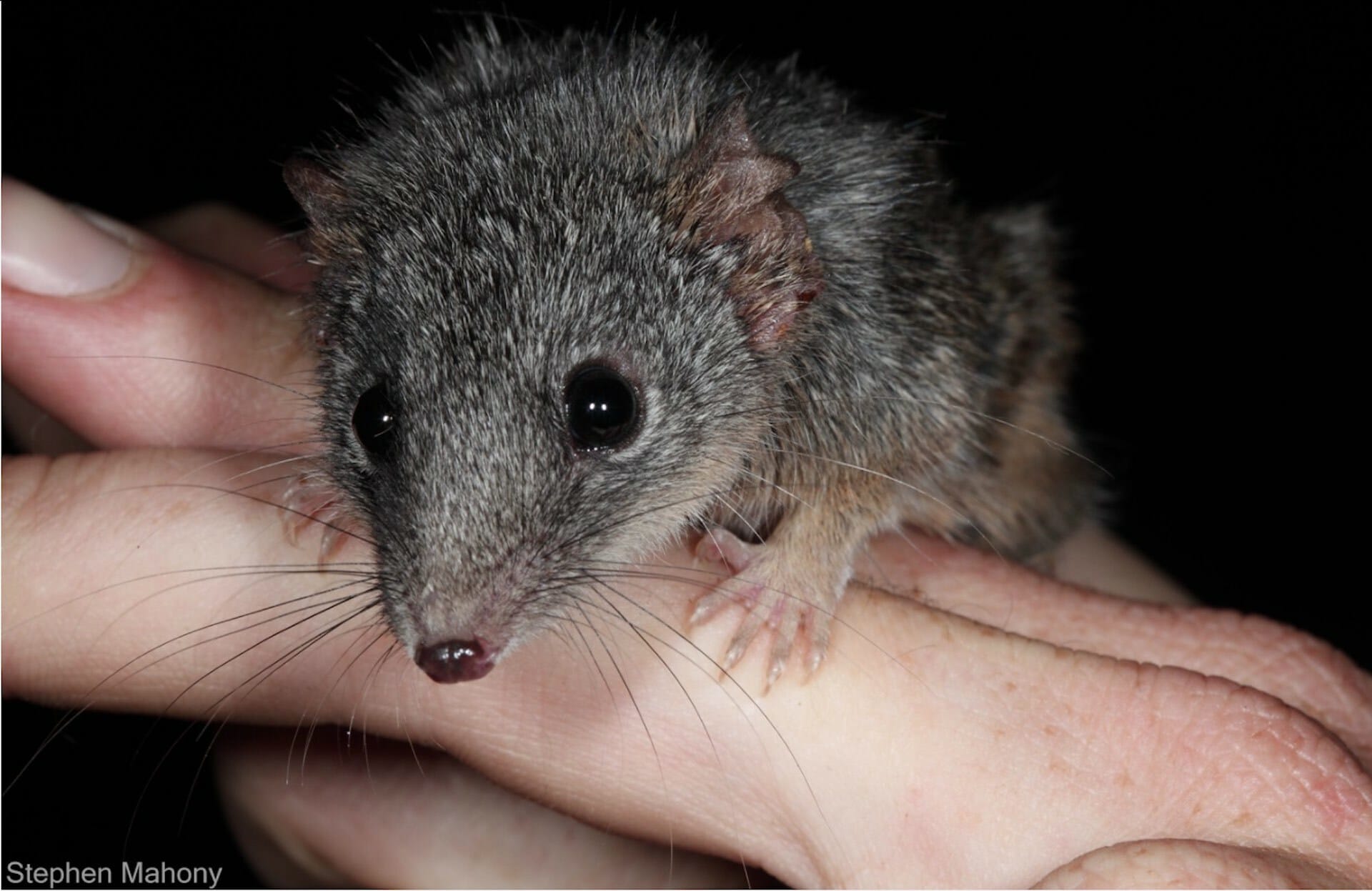 Silver-headed Antechinus (Photo: Stephen Mahony @svmahony)