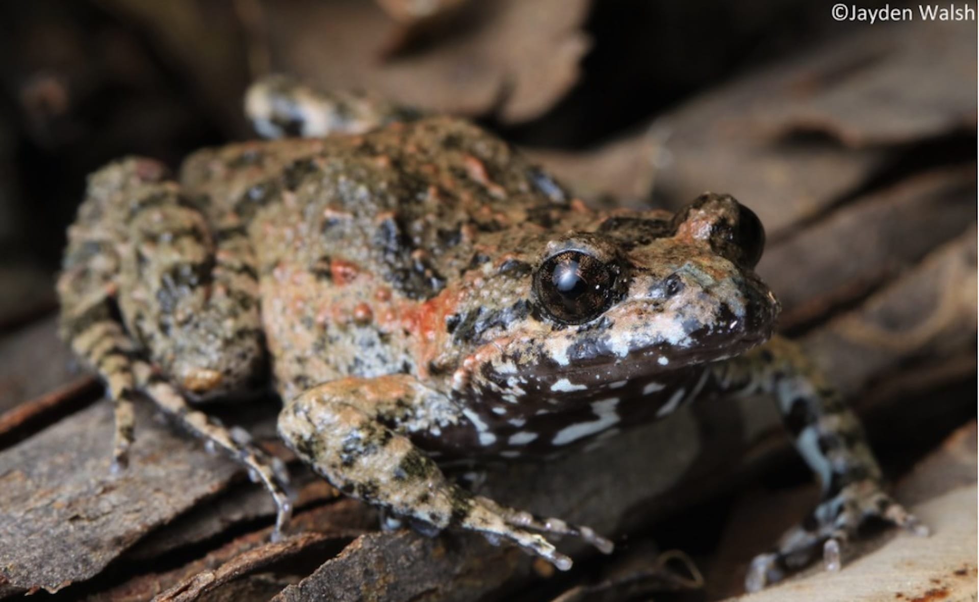 Tusked Frog (photo: Jayden Walsh)