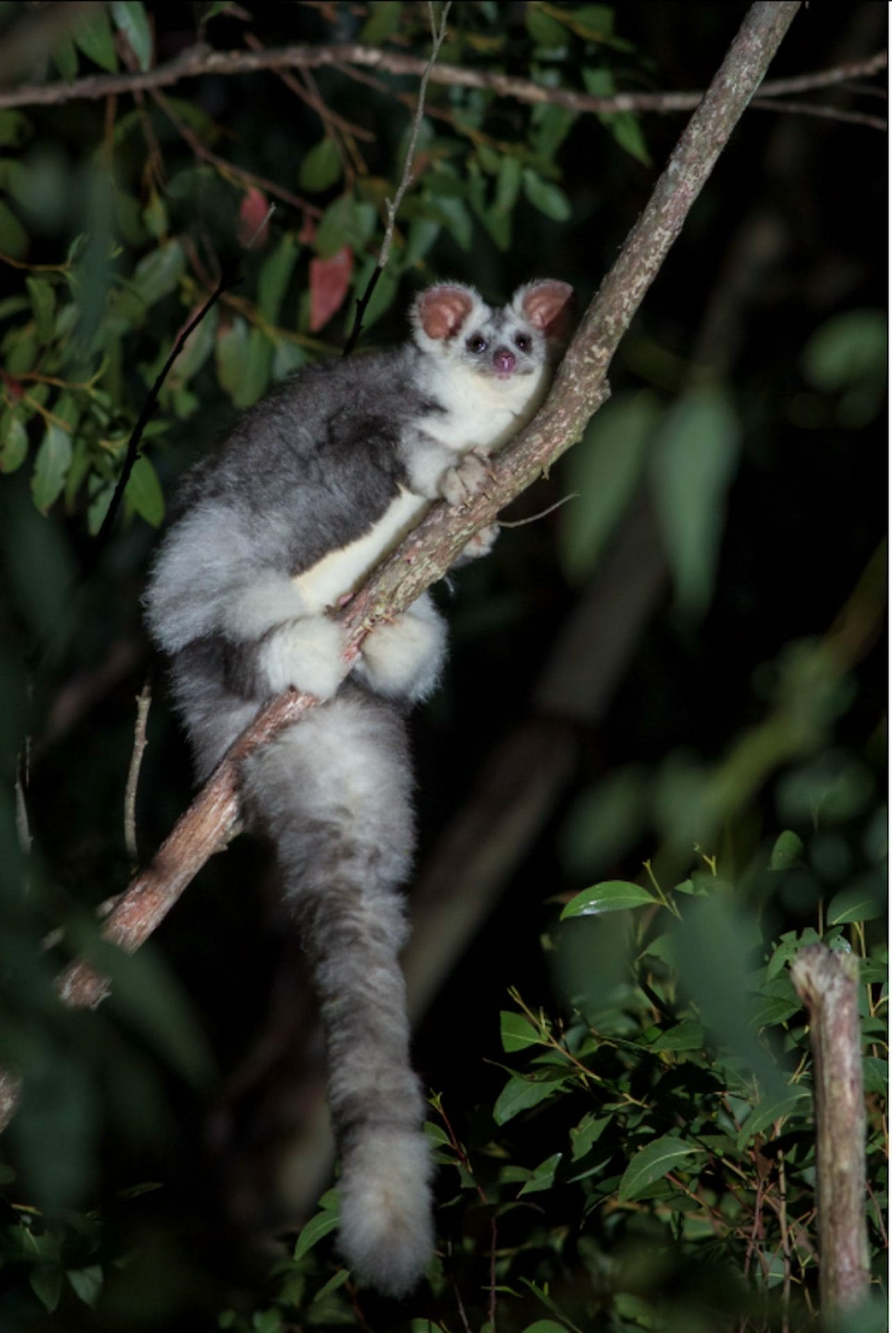 Southern Greater Glider (Photo: Lachlan Hall @wild_lachie)