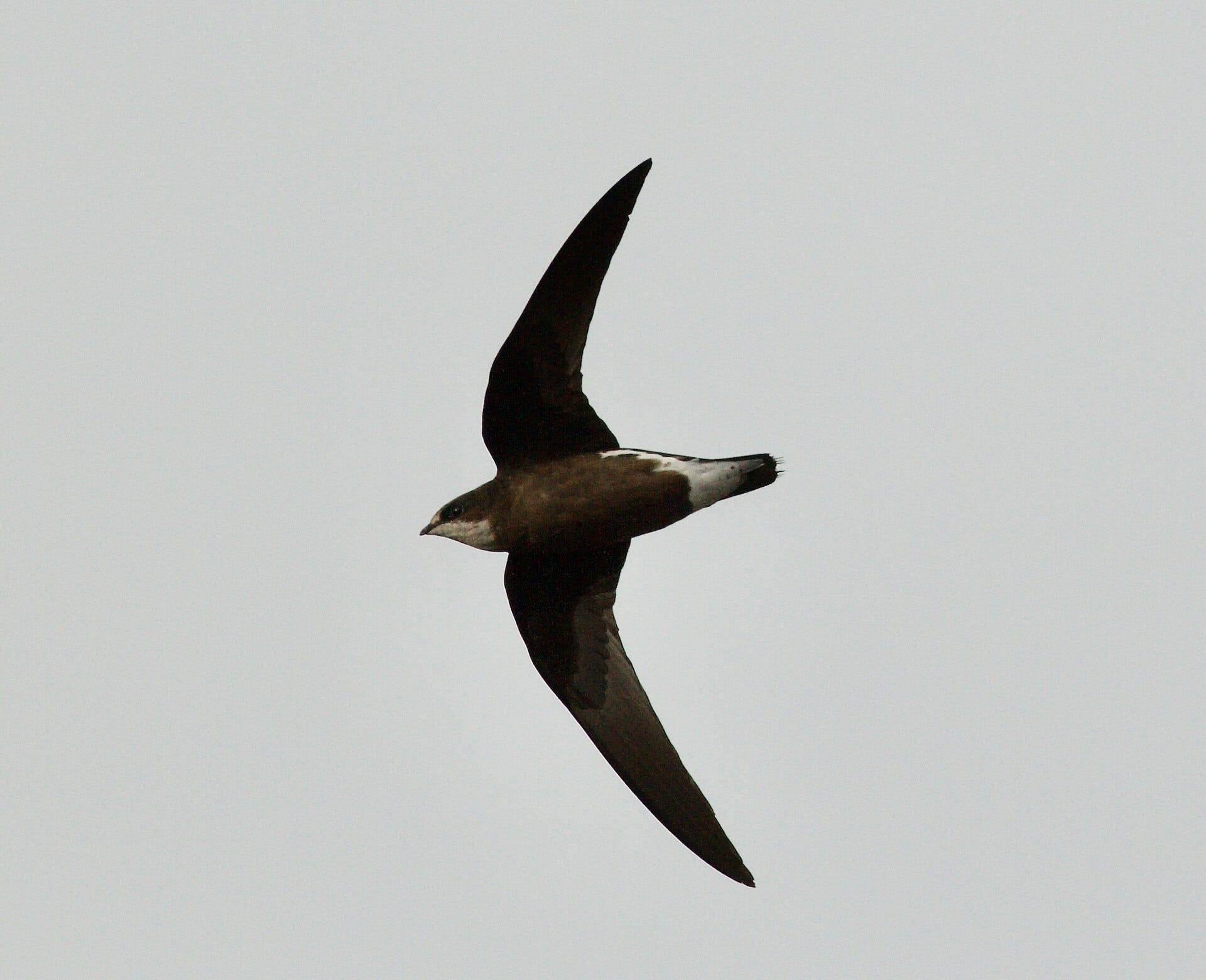 White-throated Needletail (photo: Andrew Jensen)