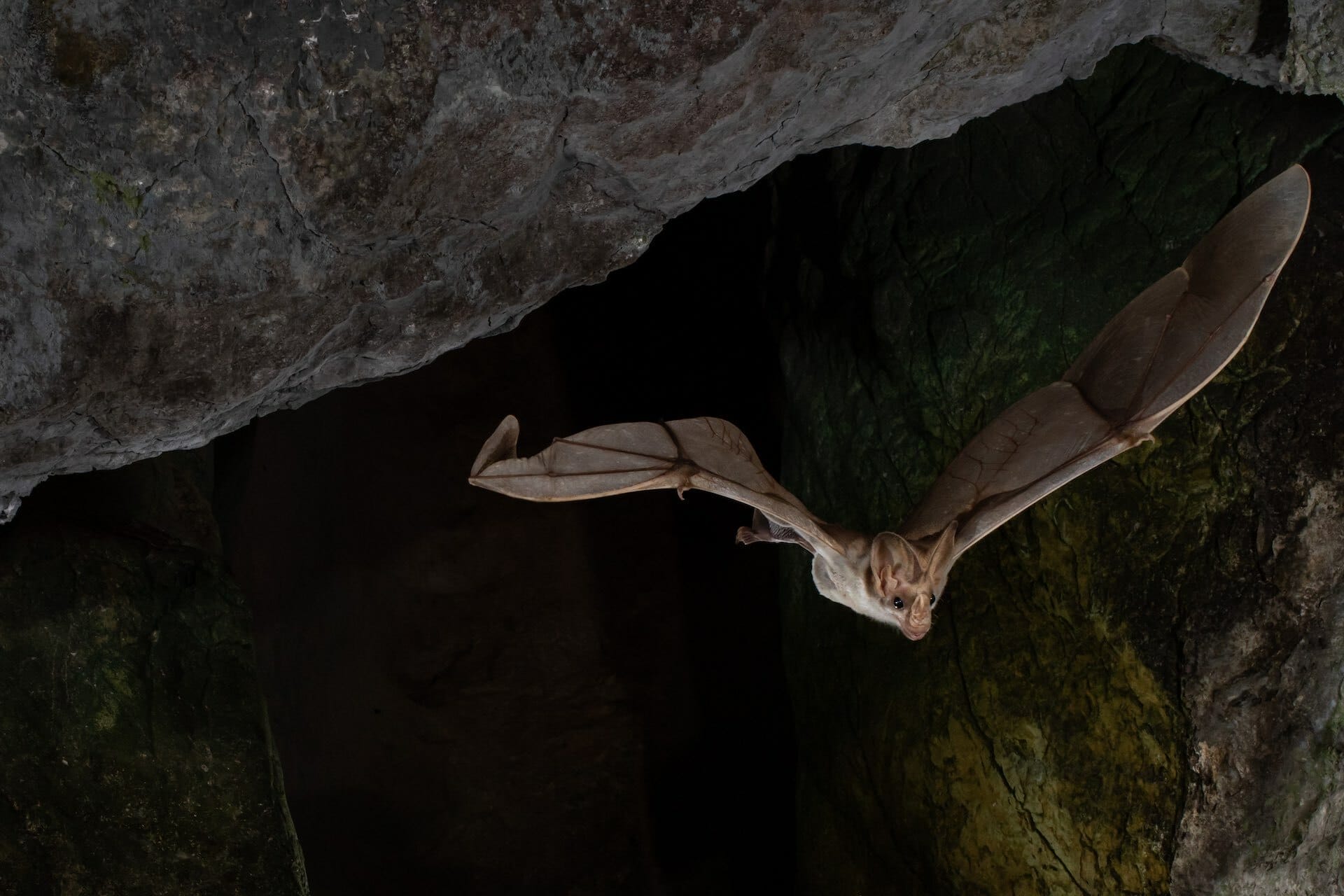 Ghost Bat (photo: Jannico Kelk @jannicokelk & South Endeavour)