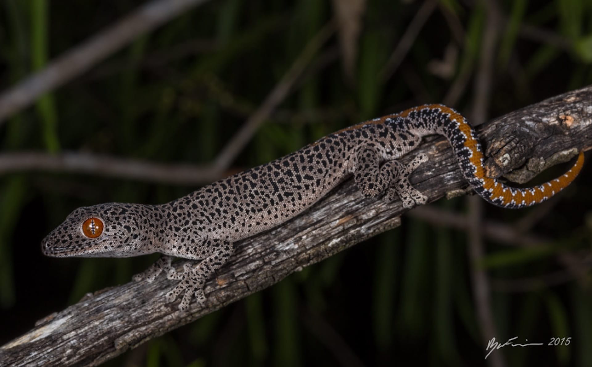 Golden-tailed Gecko (photo: Ryan Francis @ryanfrancisphotography)