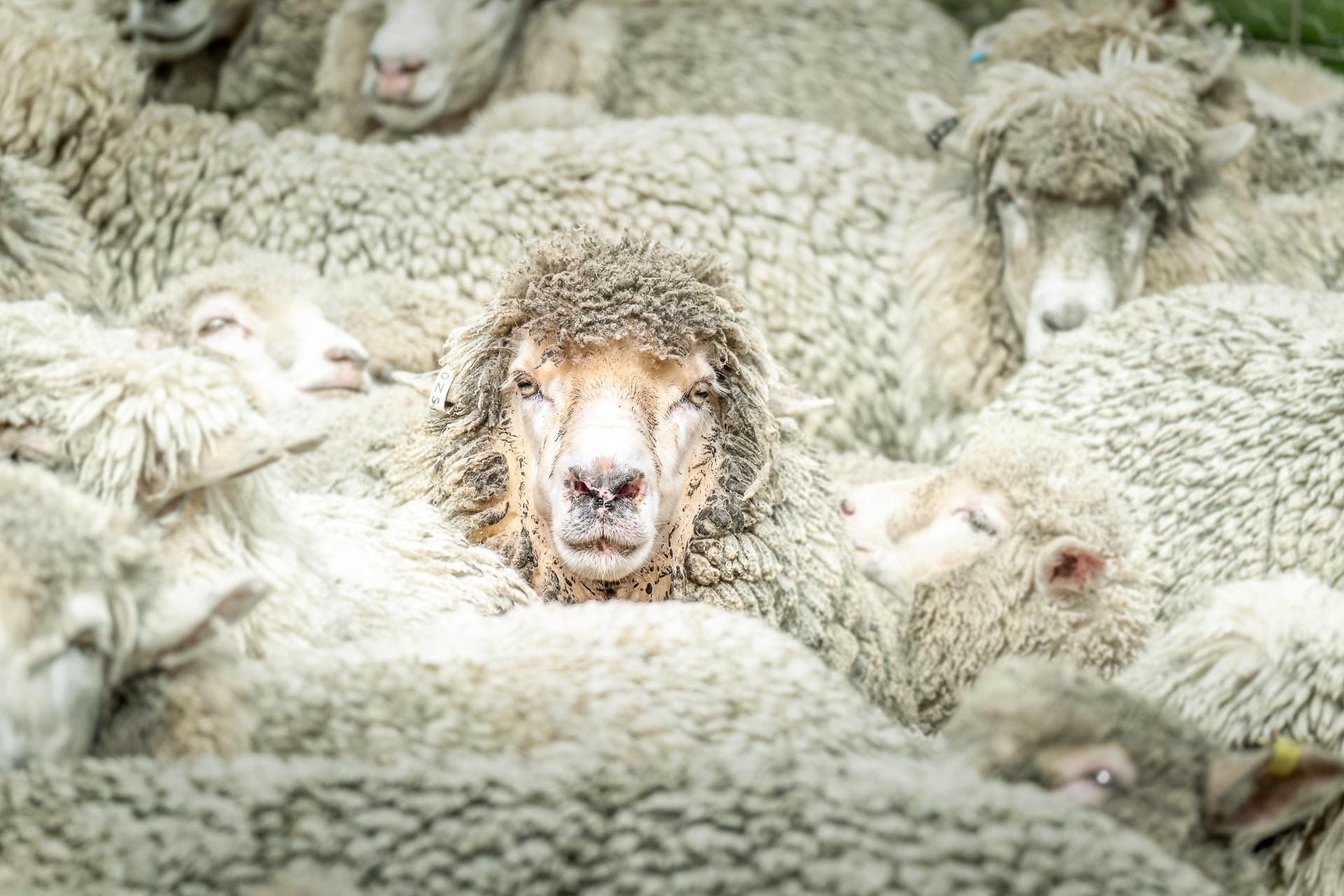 Great Northern, Big Valley Campsite – Margaret River WA, sheep, farm