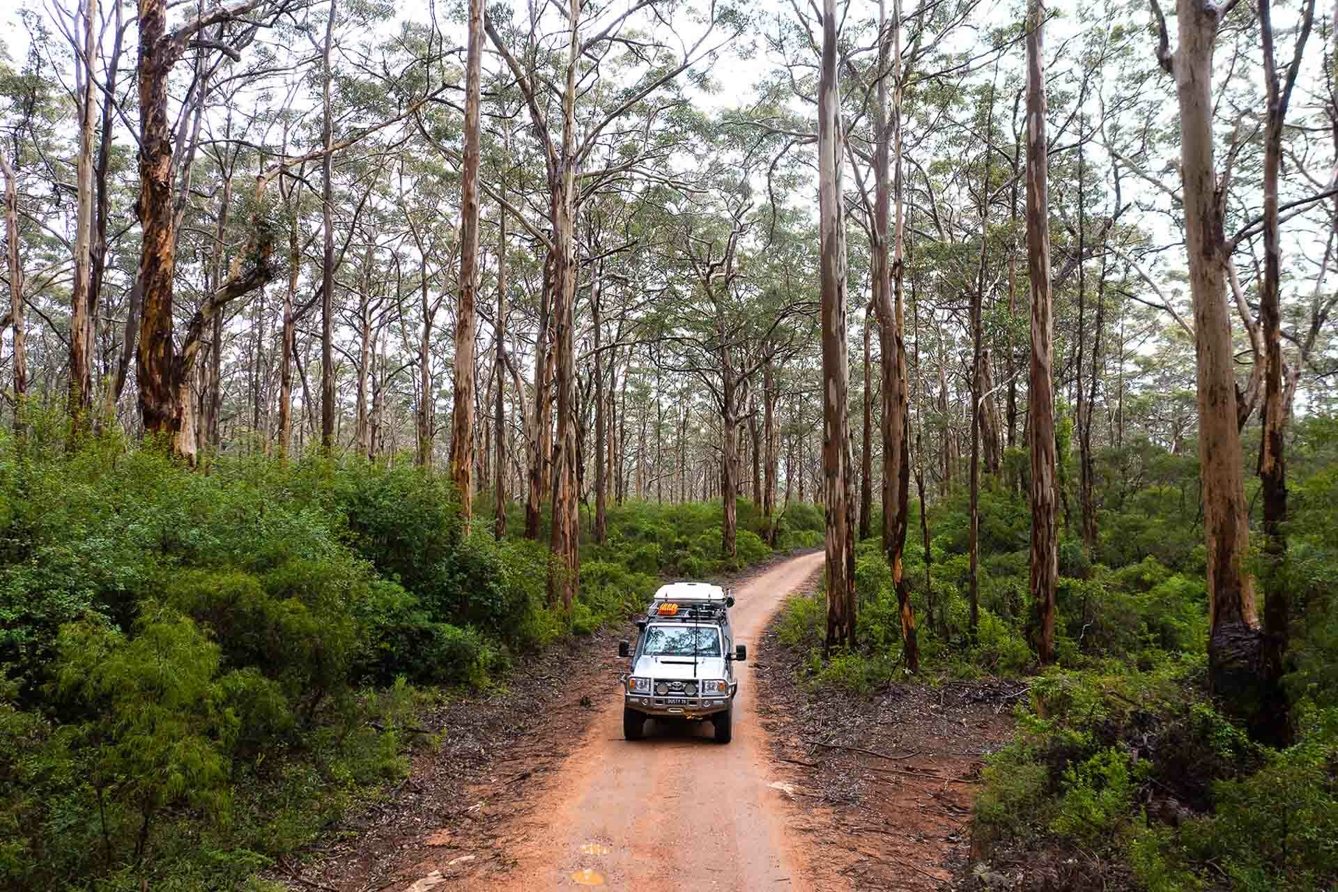 Boranup Karri Forest, Margaret River, 4WD driving through the Boranup Karri Forest, Margaret River, Great Northern, Big Valley Campsite – Margaret River WA,