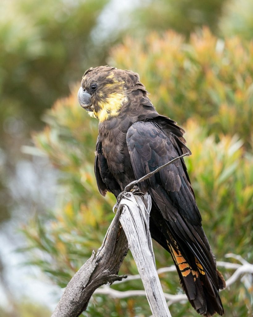 Bird 2 - Glossy Black Cockatoo, Dan Gee, @hikeandseek, wildlife, bird, birb