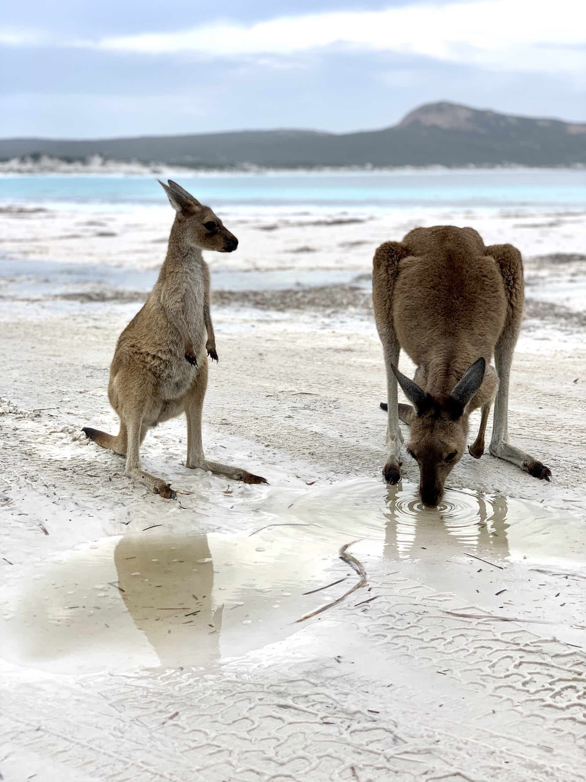 10 Best Beach Camping in WA, Julia D'orazio - Western Australia, Beach, campsites, kangaroos