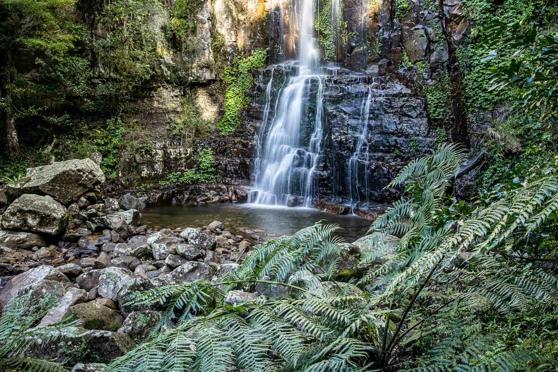 Minnamurra Rainforest Centre, Jamberoo, DNSW