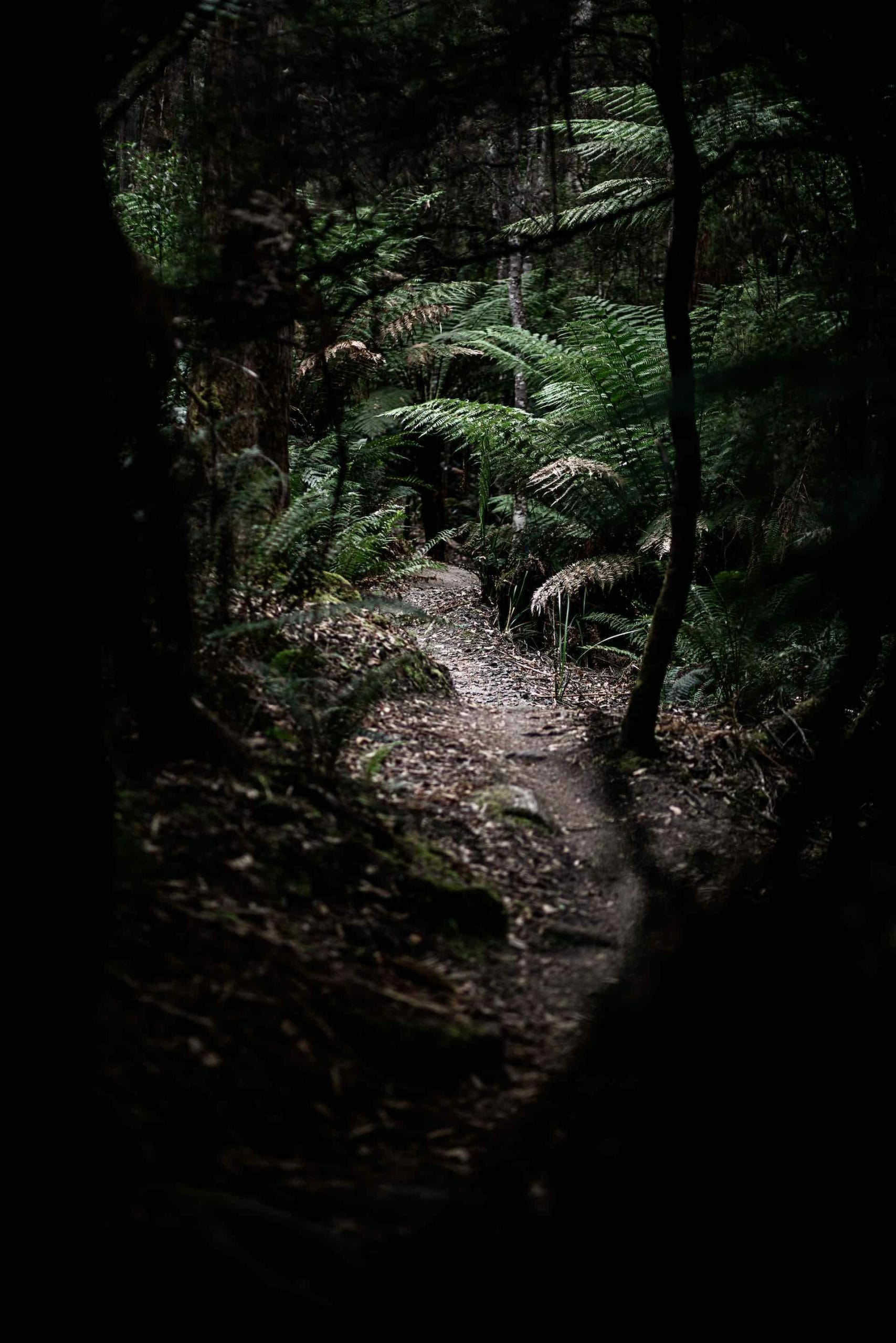 Finding Flow on The Blue Derby Pods Mountain Bike Trails, Ness Vanderburgh, rainforest, trail, dark