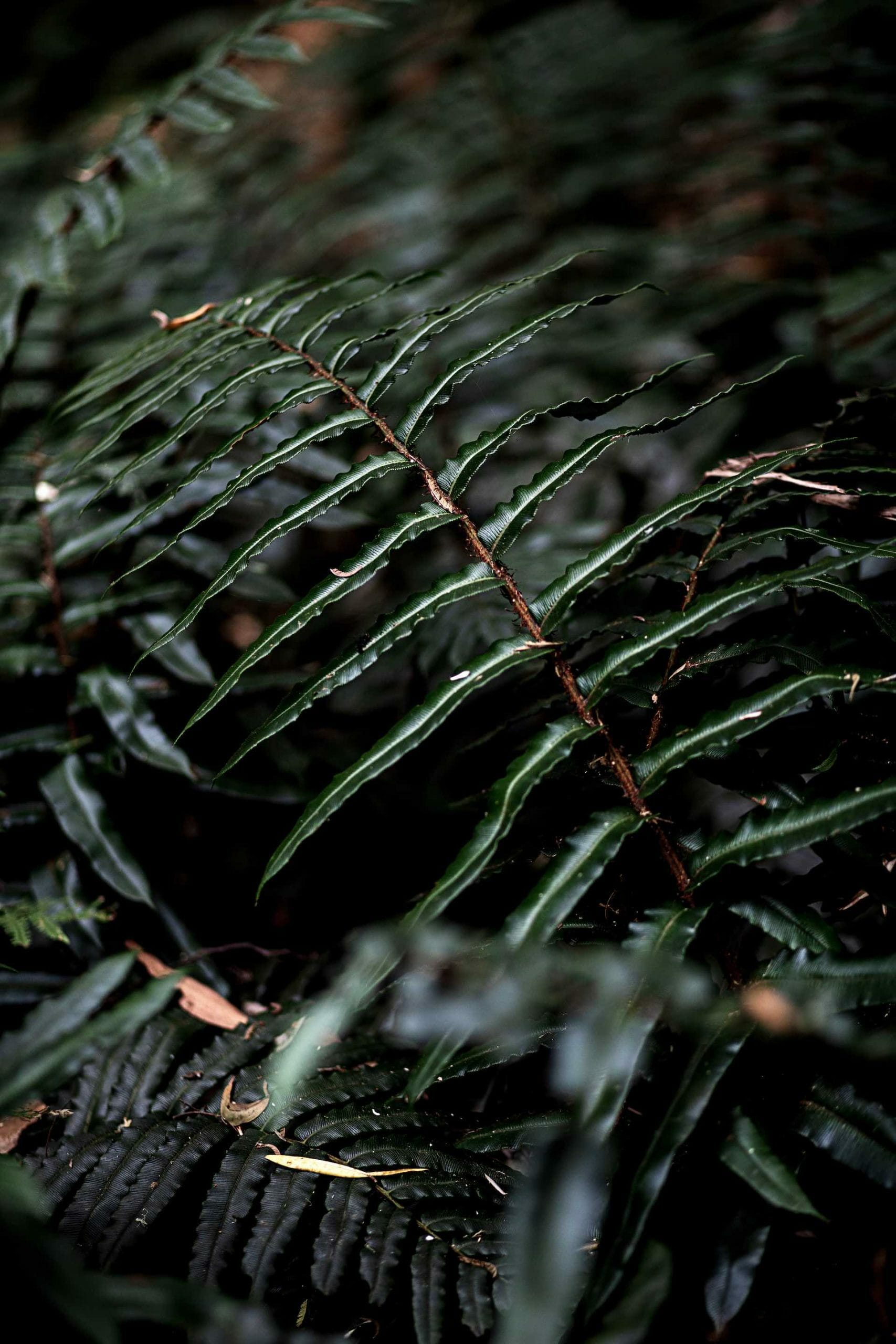 Finding Flow on The Blue Derby Pods Mountain Bike Trails, Ness Vanderburgh, fern, bush, rainforest