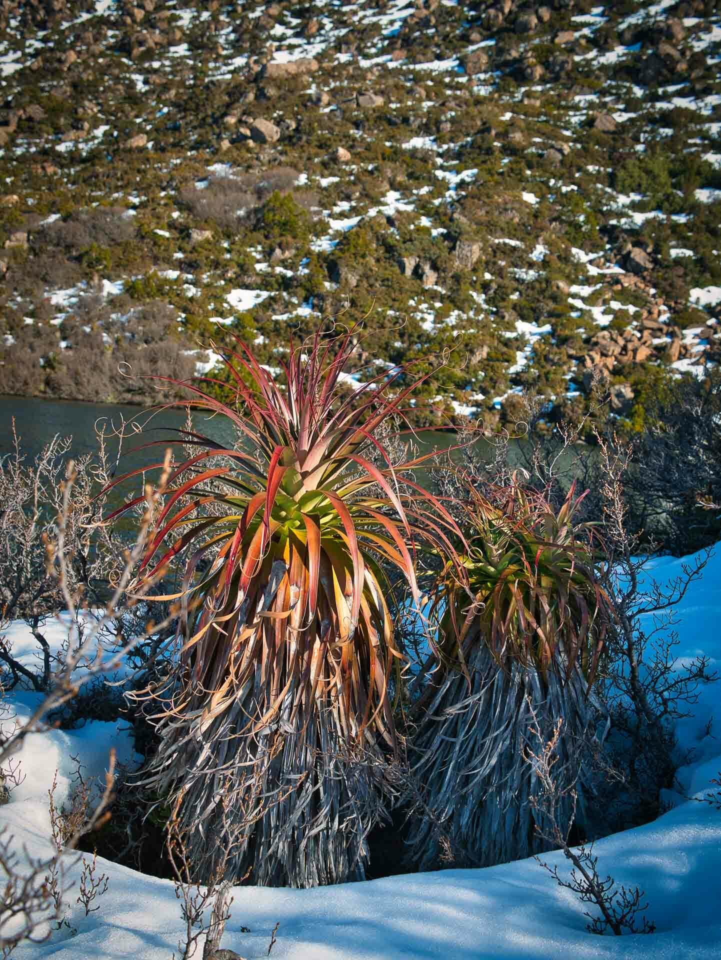 Embracing Snowy Mount Field National Park (And Making it Home For Dinner), Ben Well, tarn shelf, rodway range, tasmania, snow, pandanus palm