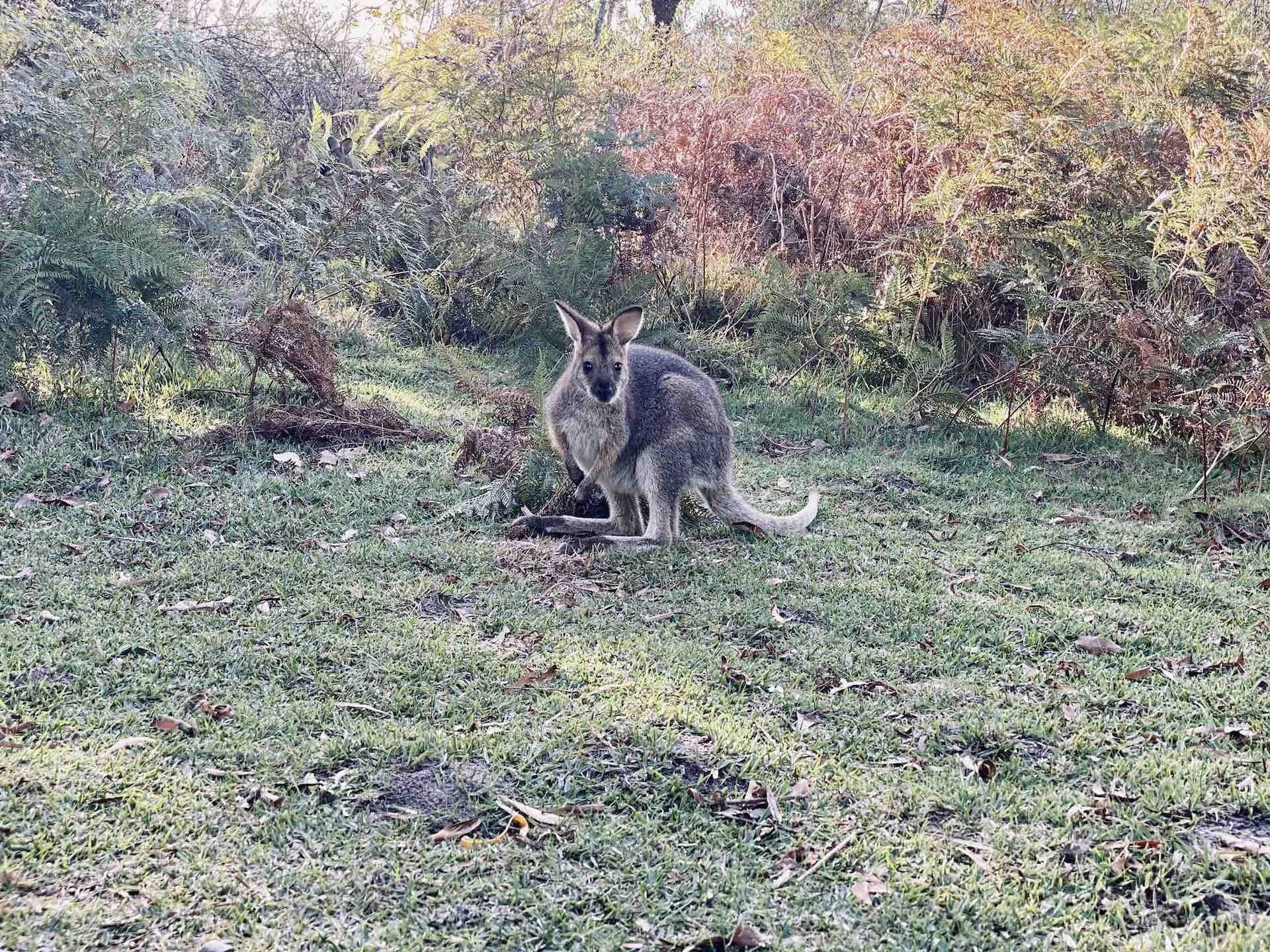 A 3 Day Snippet of The Great South West Walk on Gunditjmara Country, Emily Scott, kangaroo, bush