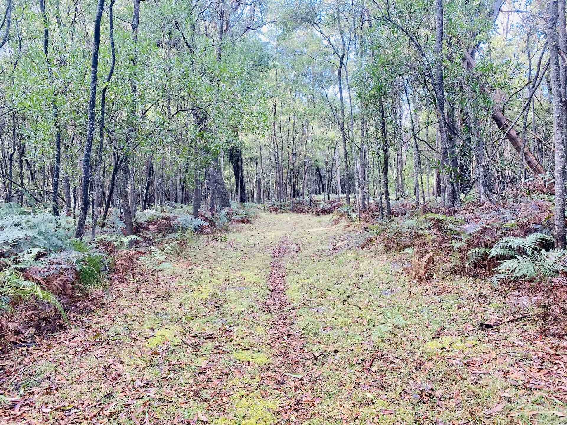 A 3 Day Snippet of The Great South West Walk on Gunditjmara Country, Emily Scott