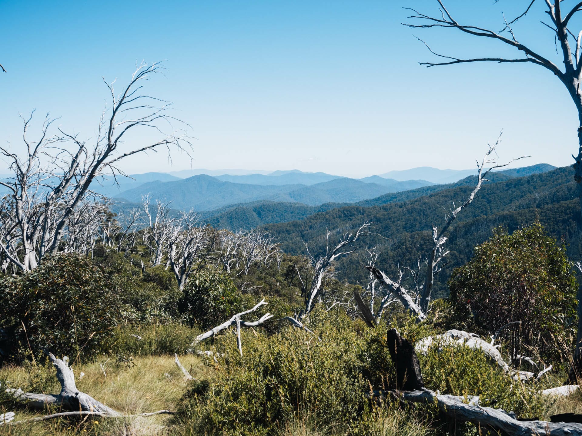 Hiking Mount Feathertop via Northwest Spur in Alpine National Park - Elisha Donkin - Emerging above the treeline on the Tom Kneen Track