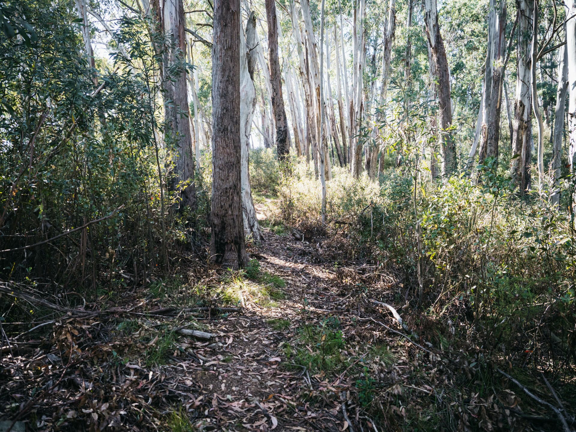 Hiking Mount Feathertop via Northwest Spur in Alpine National Park - Elisha Donkin - Tom Kneen Track on the lower section