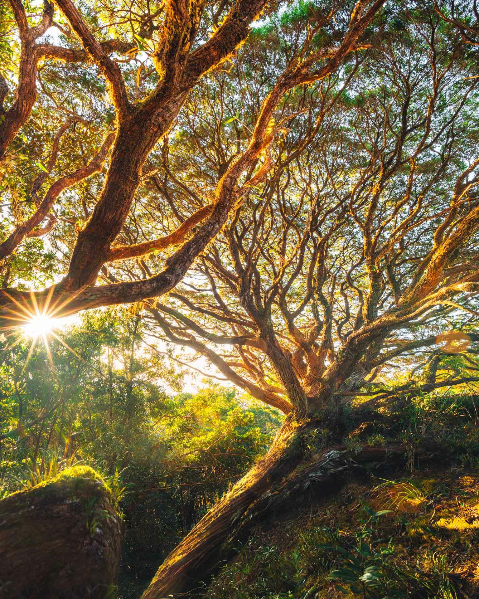 A Never-Before Photographed Waterfall in the Daintree and the Mission To Get There, Reuben Nutt, Tropical North Queensland, Daintree, waterfall, wide angle, landscape, lord of the rings forest