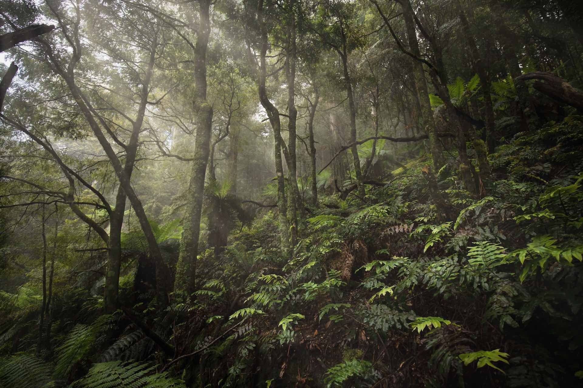 This New Trail Marathon Raises Funds to Save Victoria's Forests - We ...