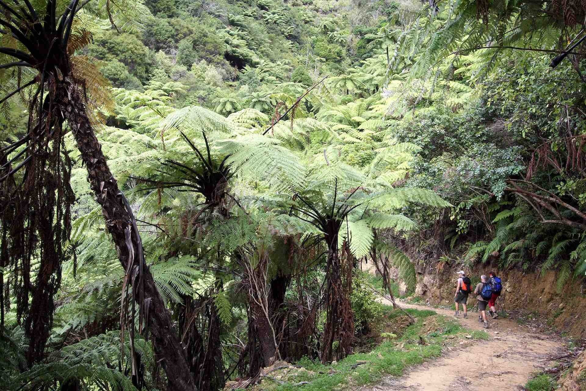 From Nurse to Trail Assessor: A Journey Taken One Step at a Time, Jane Pulsey