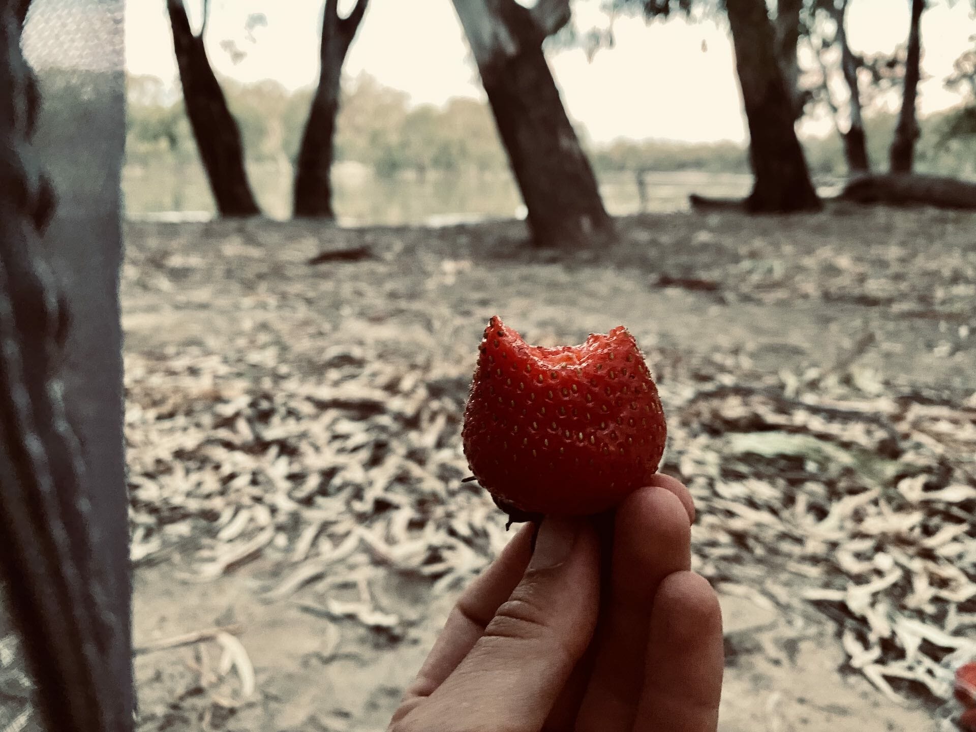 Murray River Kayaking – A Warm and Lazy Overnight Loop Paddle for One, Emily Scott, riverbank, strawberry