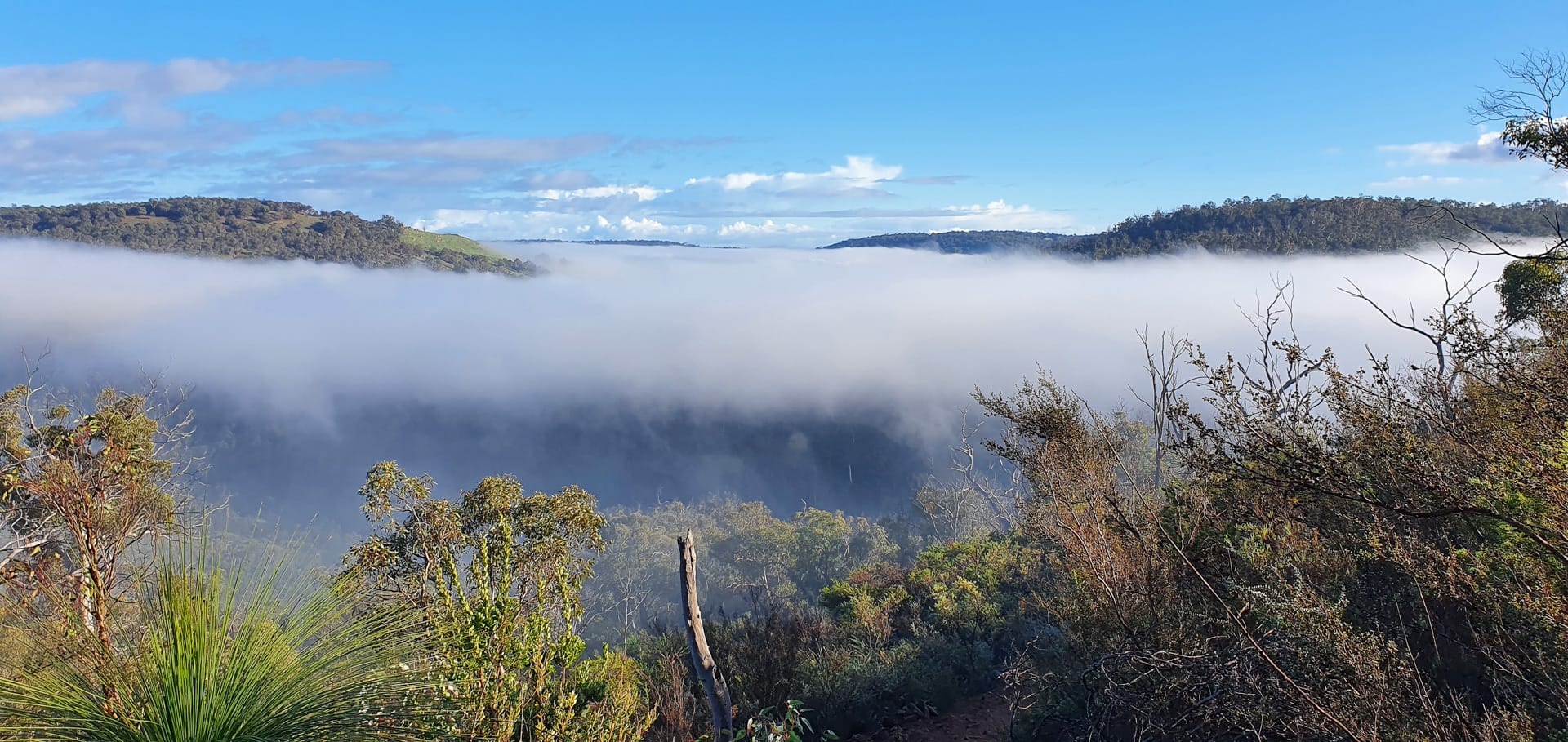 Hikes in the Perth Hills, Kate Gibson, forest, mist