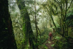 A person standing on a lush green forest