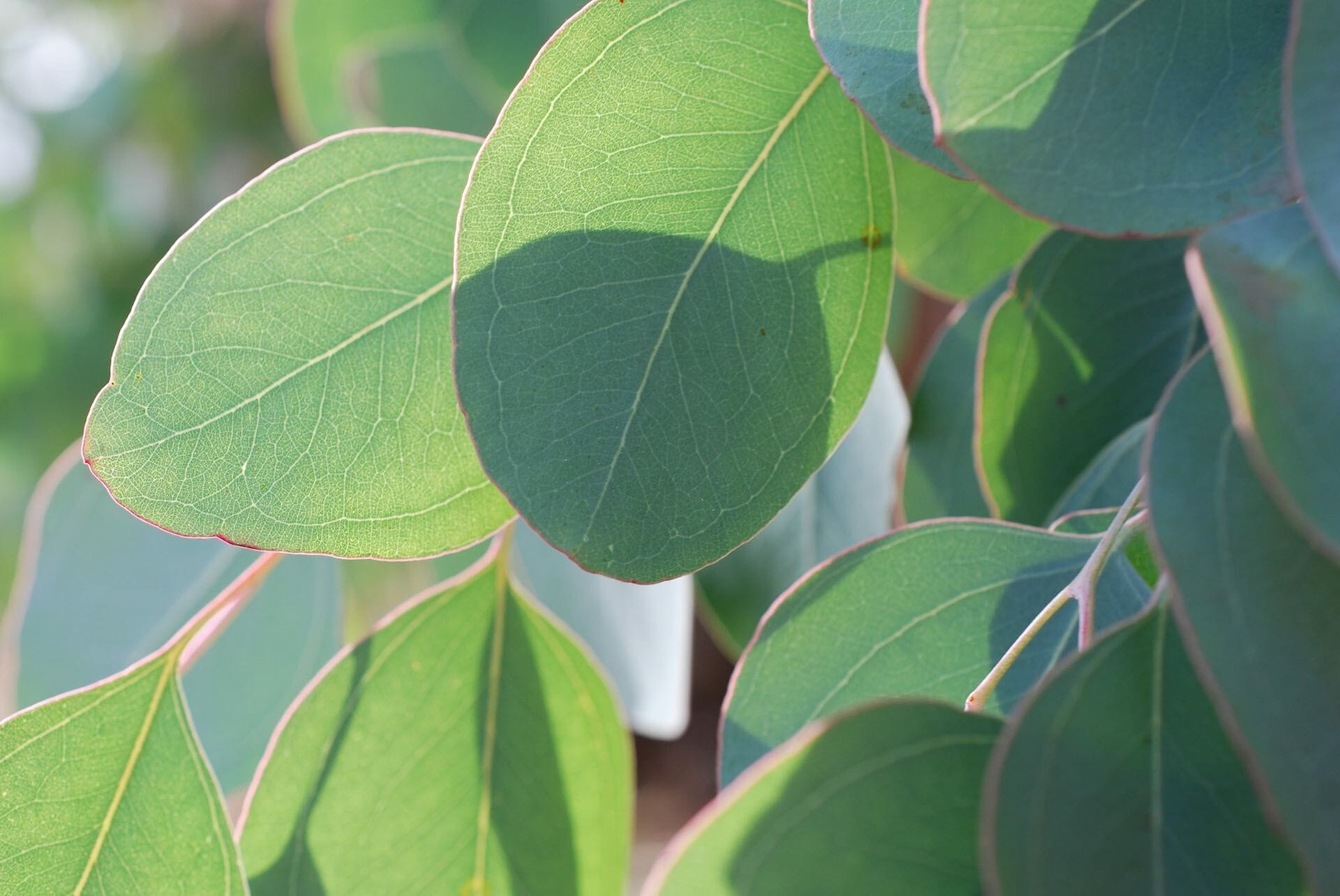 5 Natural Ways to Keep Clean in the Bush, (https://www.flickr.com/photos/ellemgeephotography/) flickr, gum leaves, tree