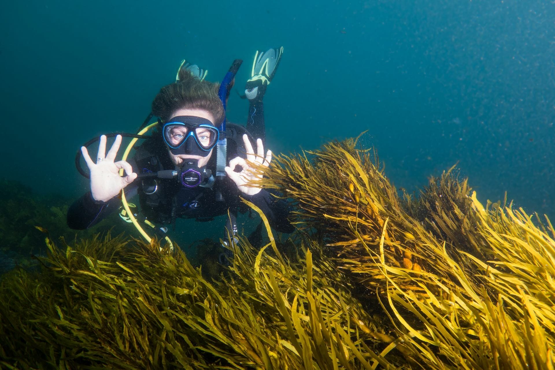 Operation Crayweed is a Good News Environmental Story Happening in Sydney’s Backyard, John Turnbull, underwater, scuba diving, crayweed