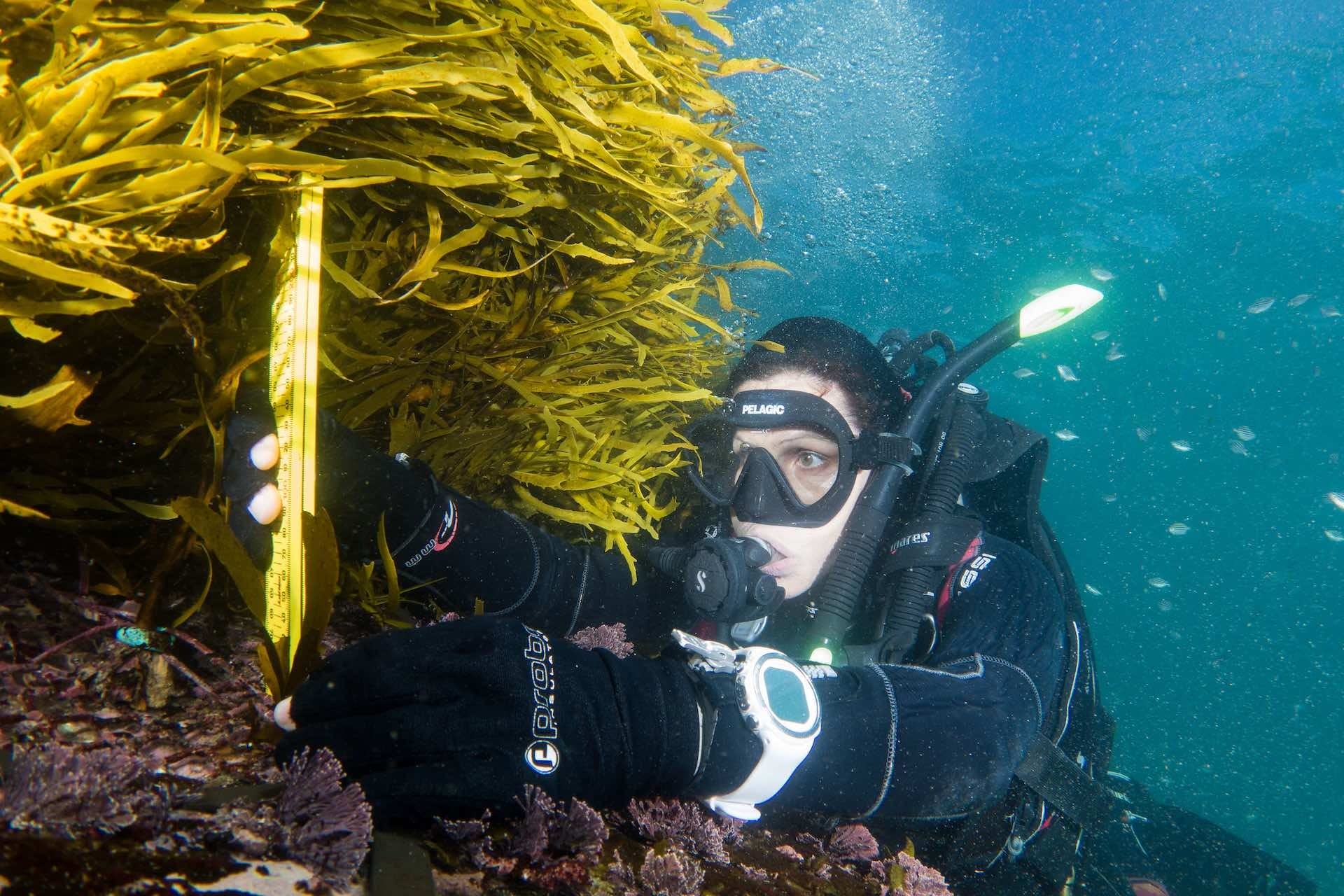 Operation Crayweed is a Good News Environmental Story Happening in Sydney’s Backyard, John Turnbull, underwater, SCUBA diving, crayweed, scientist