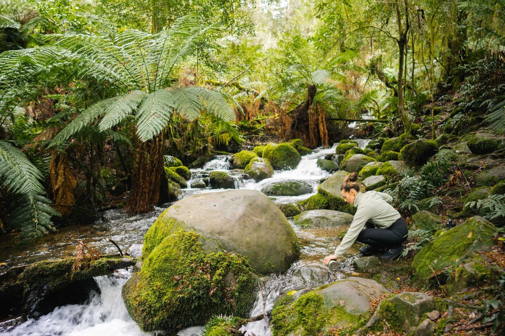 Explorer’s Guide to Yarra Valley & Dandenong Ranges, Ben Savage, bushwalk, river, stream, ferns, forest