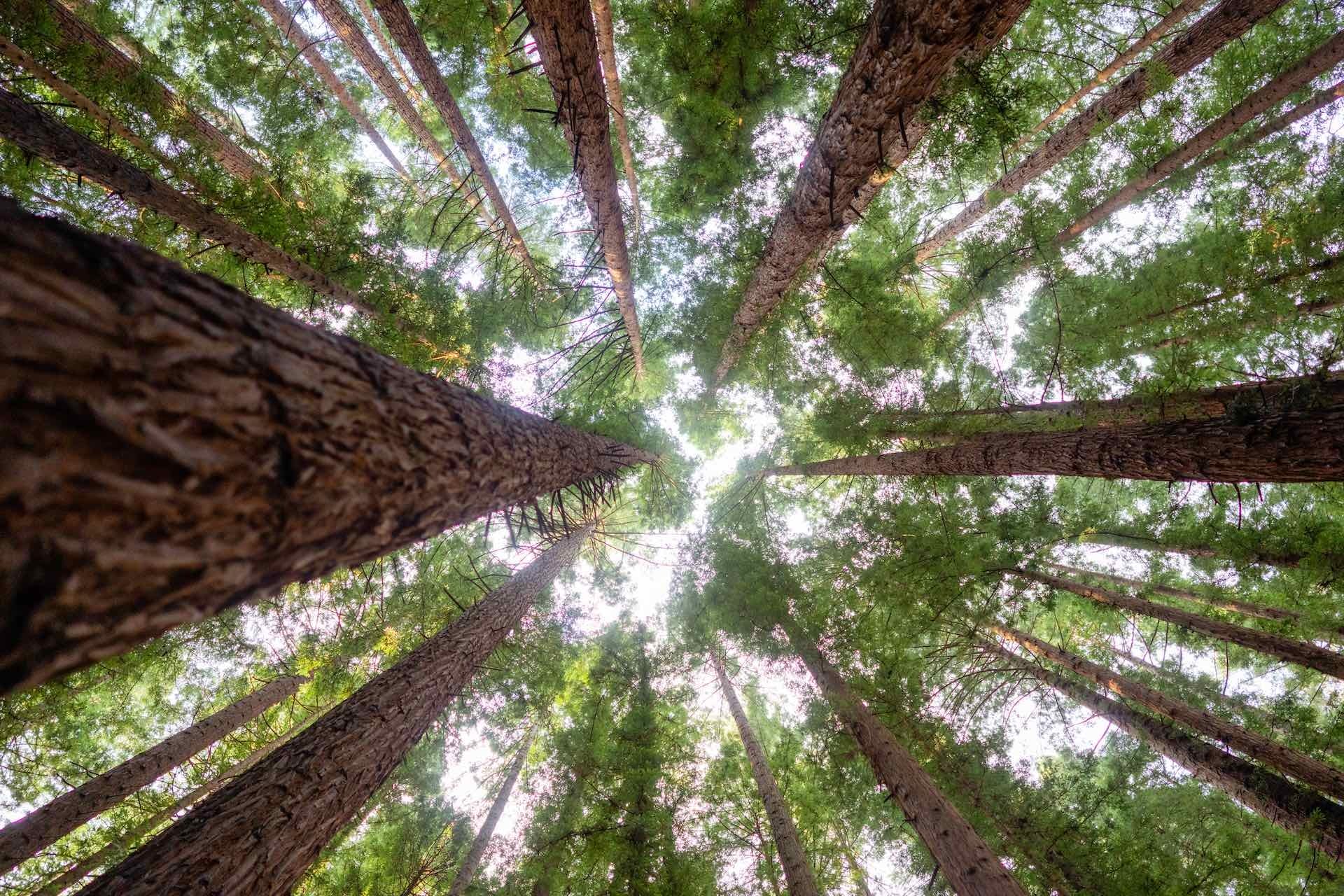 Explorer’s Guide to Yarra Valley & Dandenong Ranges, Ben Savage, trees, forest