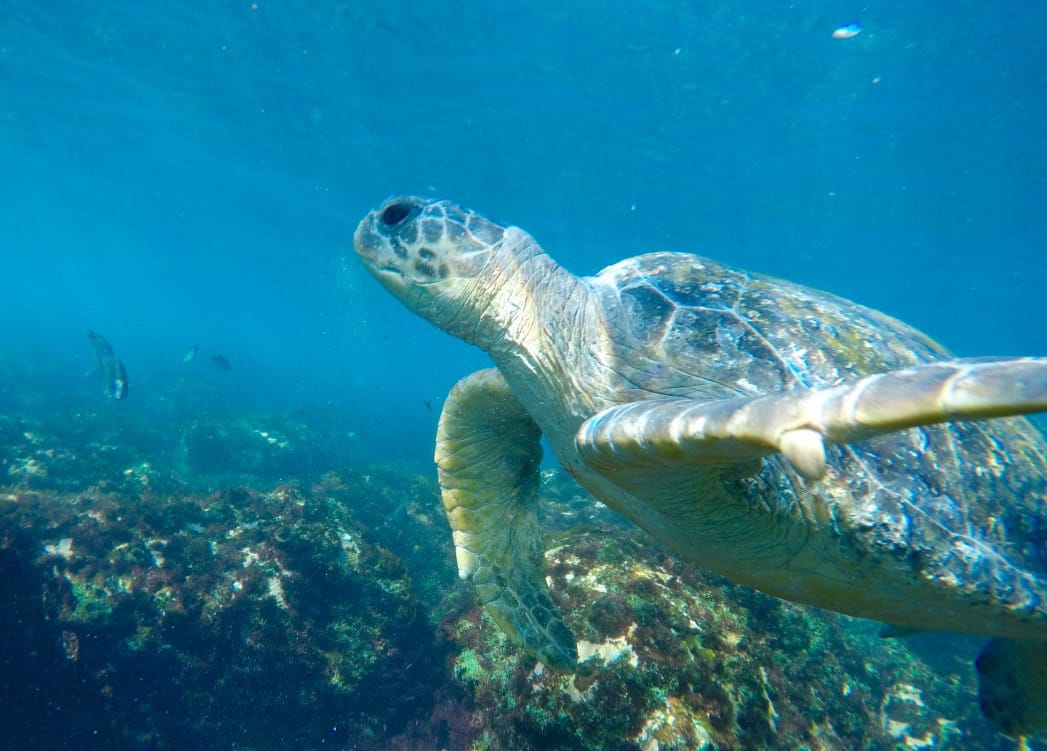 My Backyard: Turtle Swimming and Tipple Tasting on the Tweed,Brooke Nolan, turtle, underwater, reef