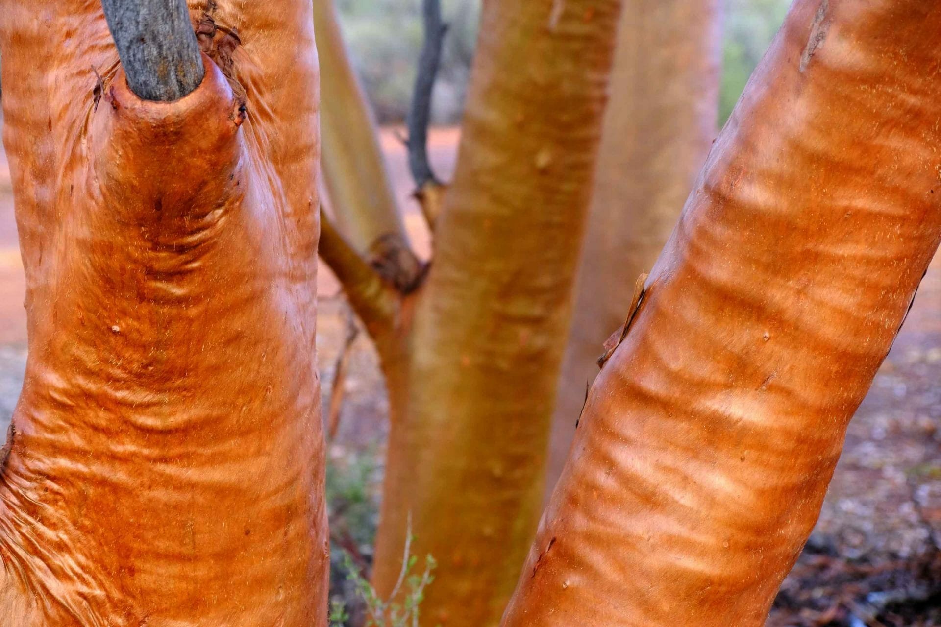 Golden Quest Discovery Trail: A Guide to Driving WA’s Goldfields & Ghost Towns, Jane pelusey