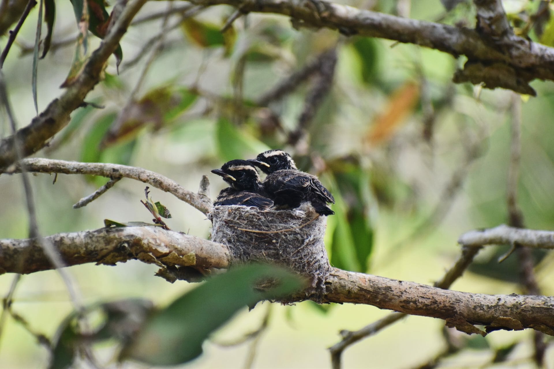 How To Tell if You're a Bird Nerd, Eva Davis-Boermans, birds, nest, chicks