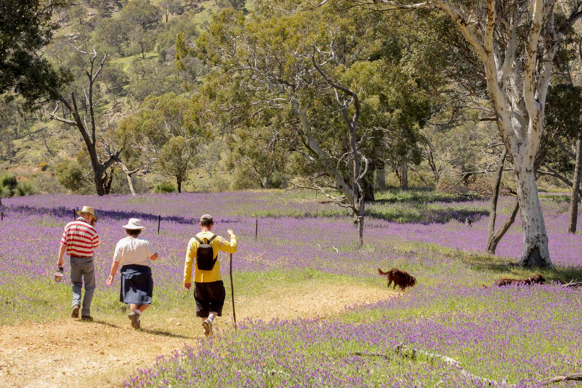 Bells Rapids Goat Trail, jane pelusey, hiking, dog friendly, perth, western australia