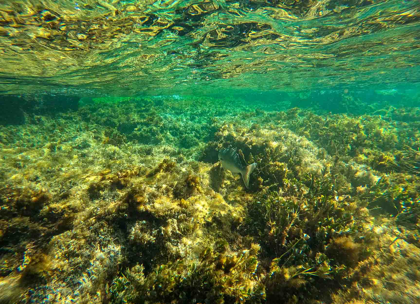 Snorkelling Perth: Best 10 Snorkel Spots Worth the Scissor Kicks,Julia D'Orazio, reef, seaweed, underwater