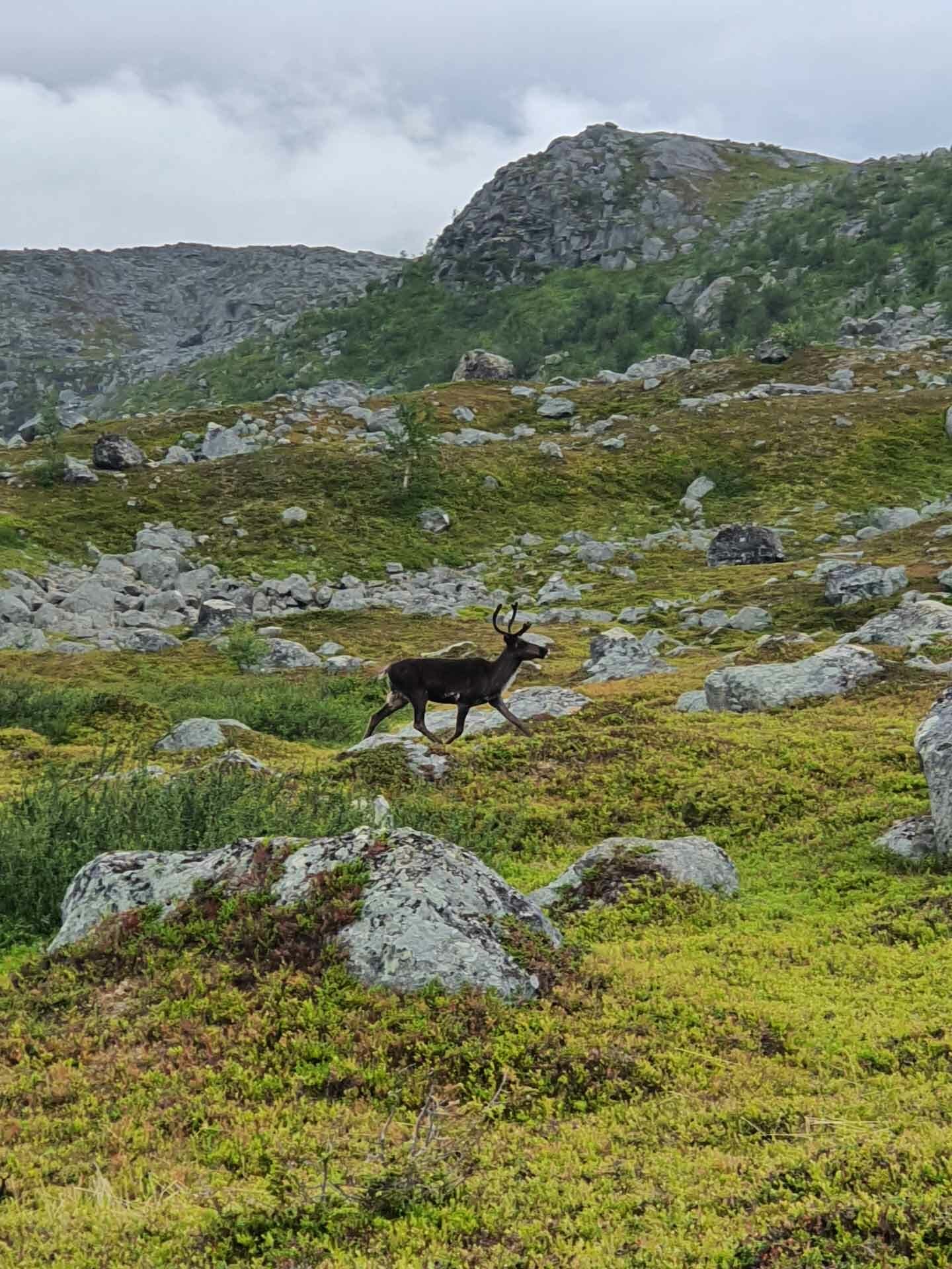 kungsleden trek