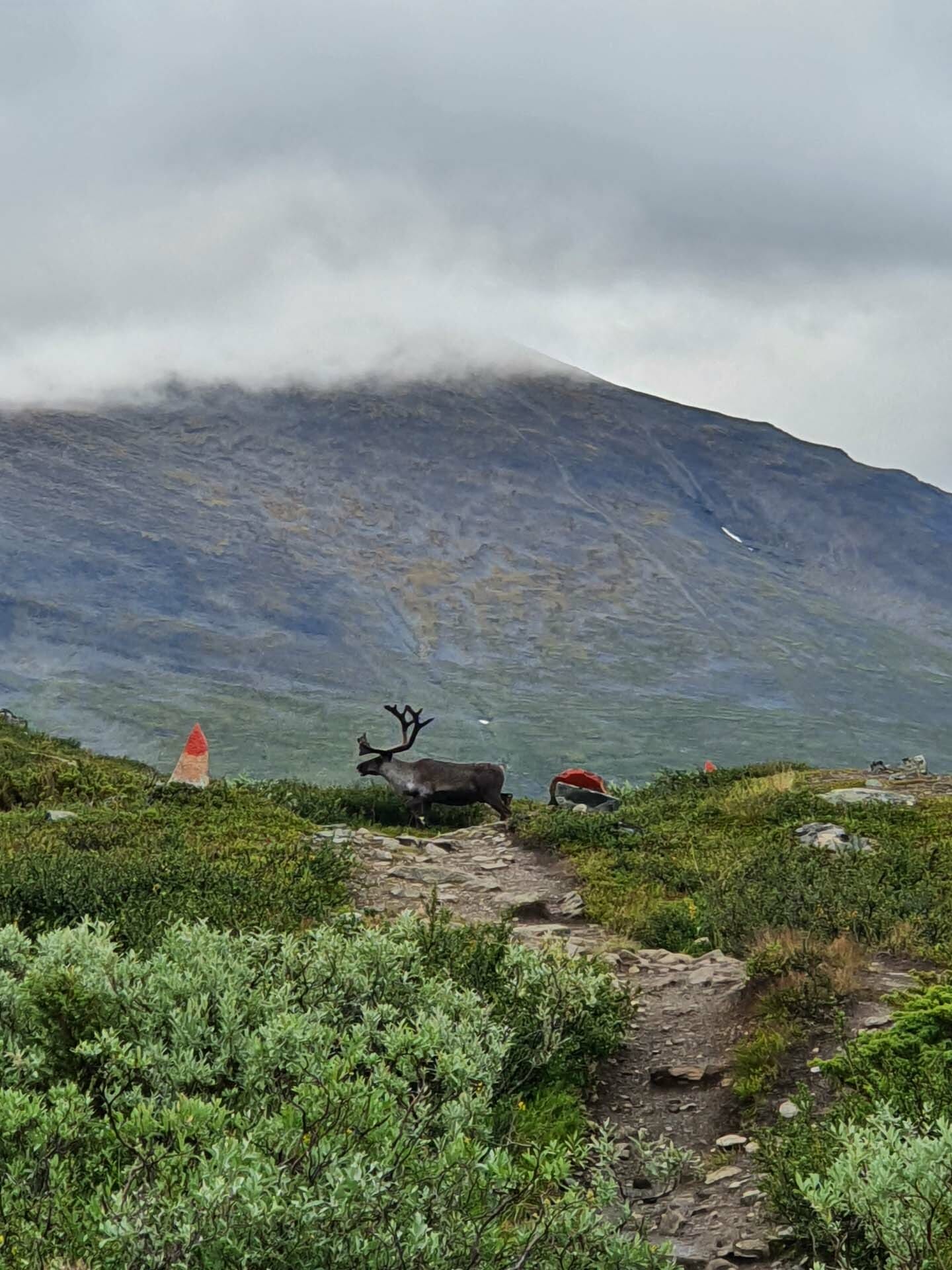 Kungsleden Overview: A Guide to Hiking the King’s Way (Sweden), saphira Schroers