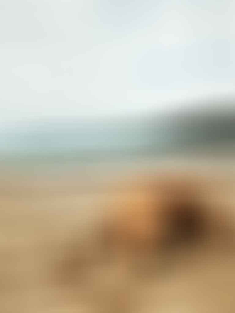 10 Dog Friendly Walks in Adelaide in 2023, photo by Brodie Dufek, dog, Gallipoli Beach, South Australia