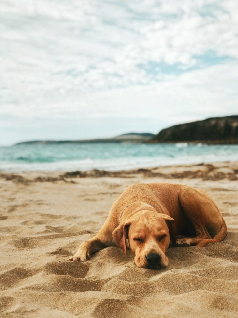 10 Dog Friendly Walks in Adelaide in 2023, photo by Brodie Dufek, dog, Gallipoli Beach, South Australia