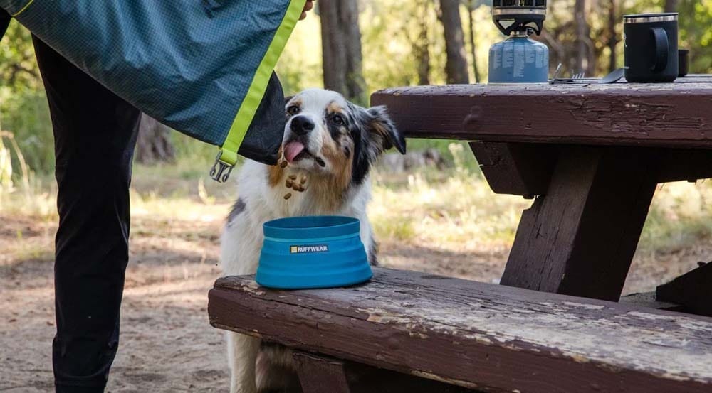 The Best Gear Picks For Adventure Dogs In 2024 We Are Explorers