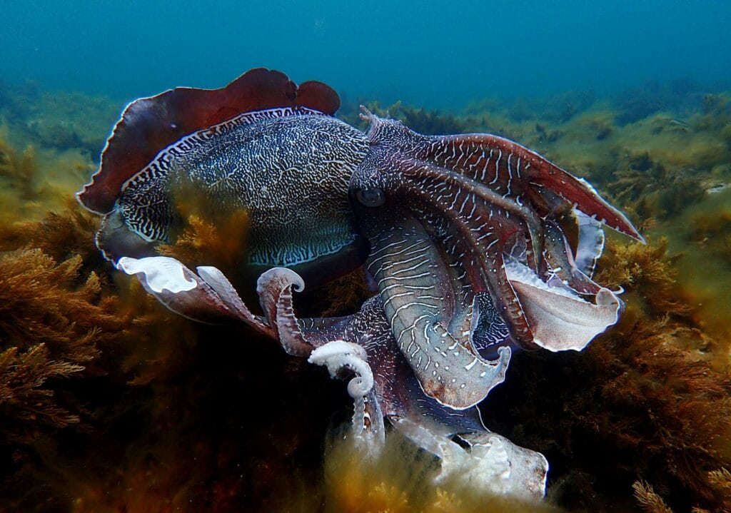 Giant Cuttlefish in Whyalla – A Guide to Swimming With the Annual Migration, Photo by Jack Breedon, cuttlefish, underwater