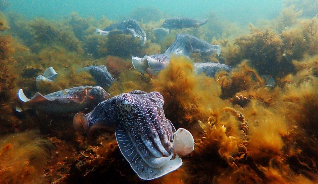 Giant Cuttlefish in Whyalla – A Guide to Swimming With the Annual Migration, Photo by Jack Breedon, cuttlefish, underwater, sea life