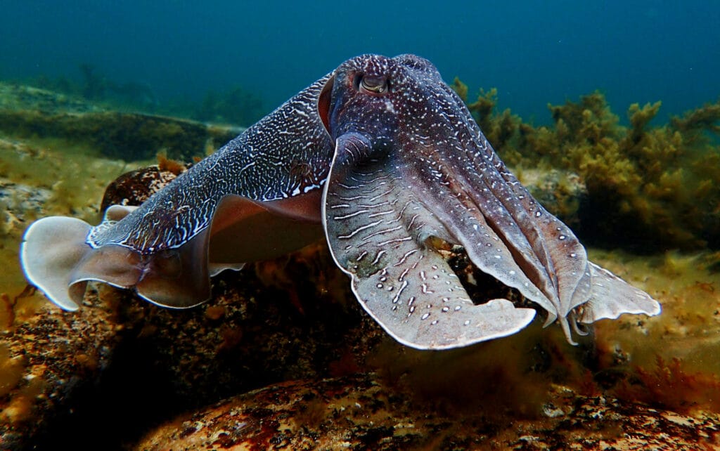 Giant Cuttlefish in Whyalla – A Guide to Swimming With the Annual Migration, Photo by Jack Breedon, cuttlefish, underwater, sea life