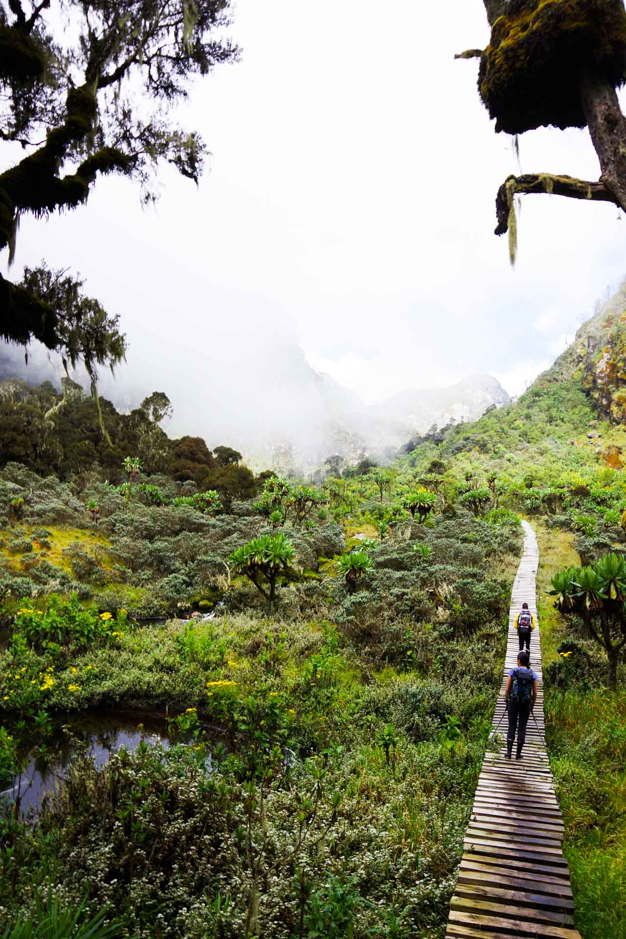 On Walking Tracks in Australia, Tim Macartney-Snape, mountains, rainforest, hike