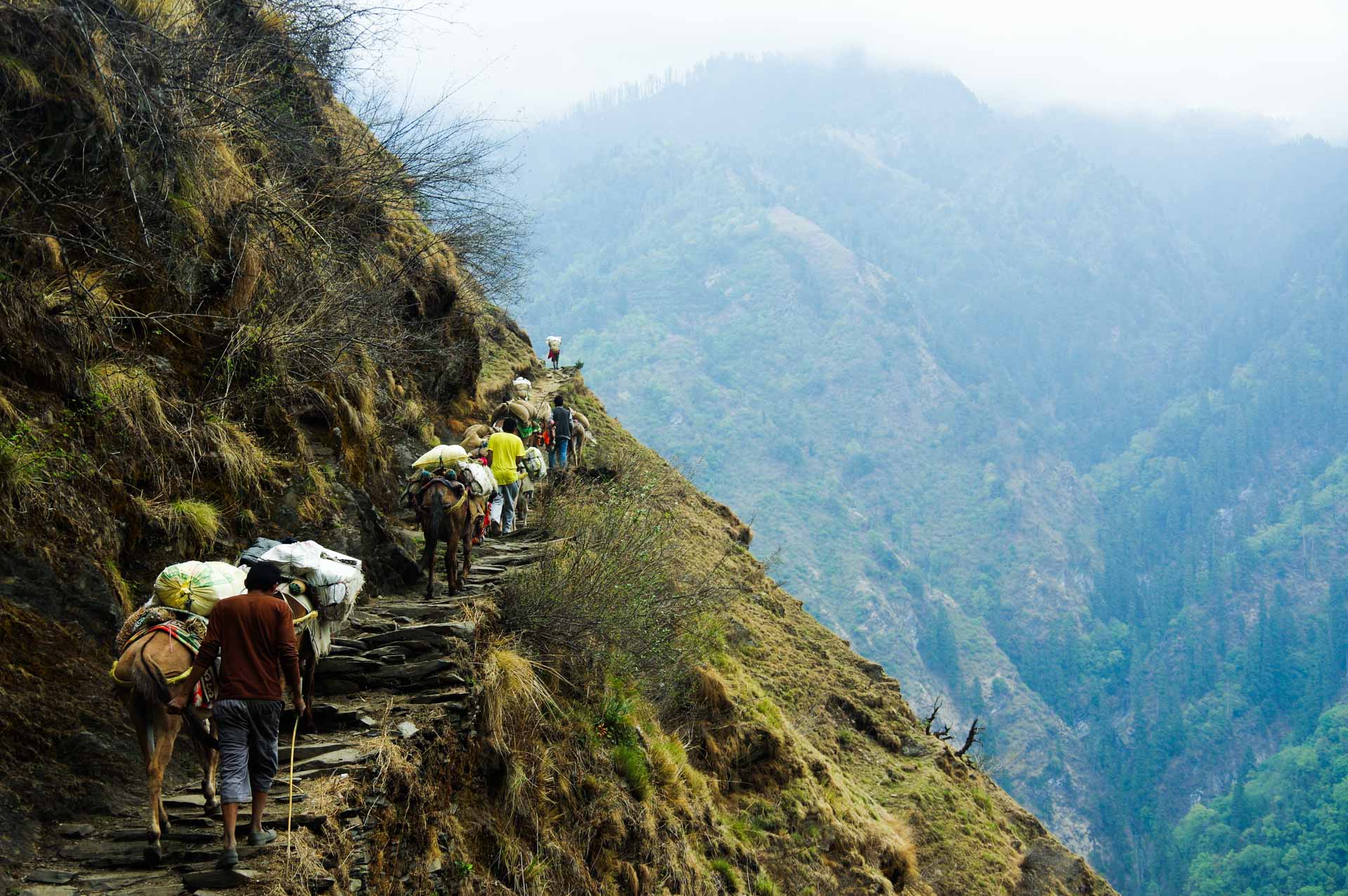 On Walking Tracks in Australia, Tim Macartney-Snape, mountainside, steps, donkey